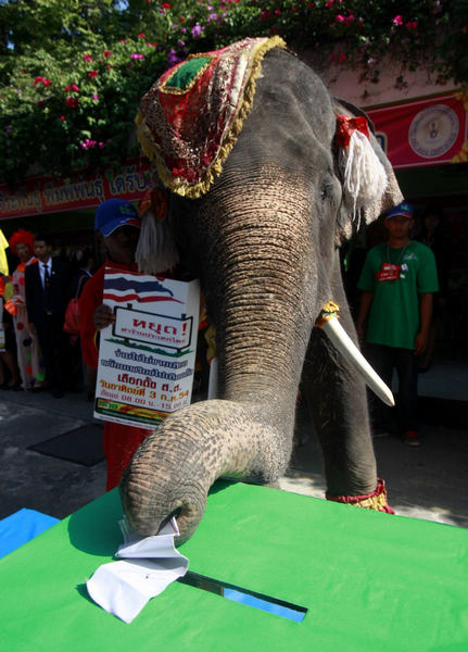 Elephant casts vote for election in Thailand