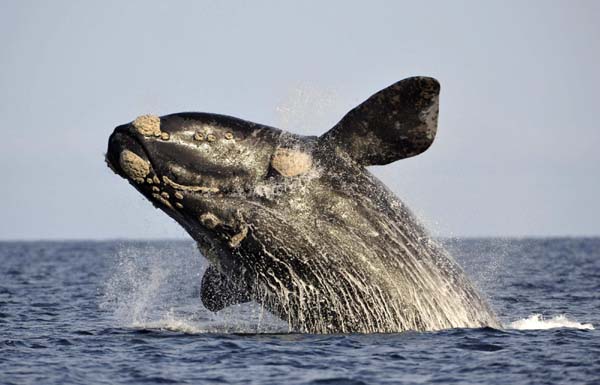 Whale migrant signs climate threat to Atlantic