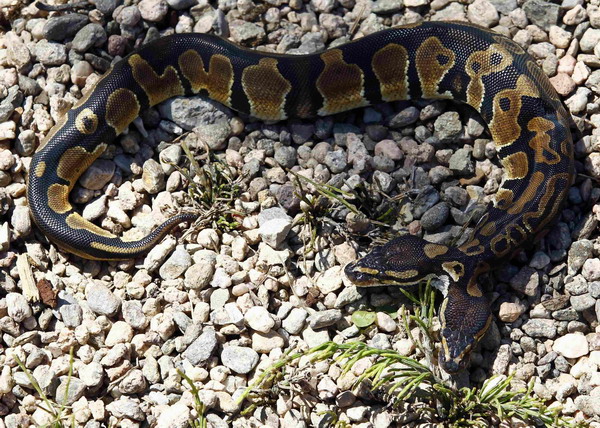 Bizarre two-headed python turns heads