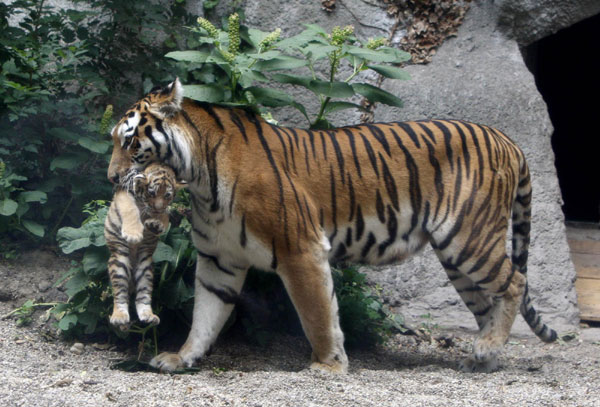 Triple the cuteness- baby tigers debuted