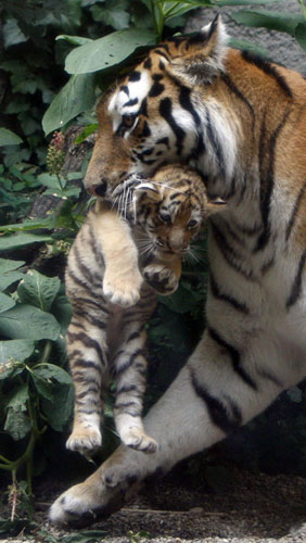 Triple the cuteness- baby tigers debuted