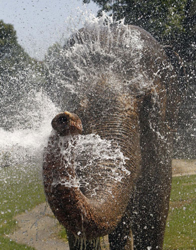 Animals cool off in heat wave