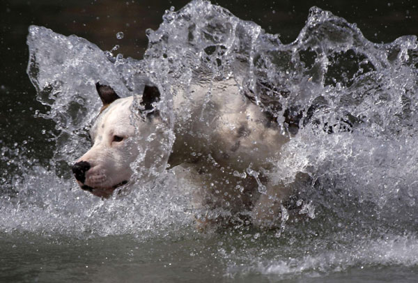 Animals cool off in heat wave