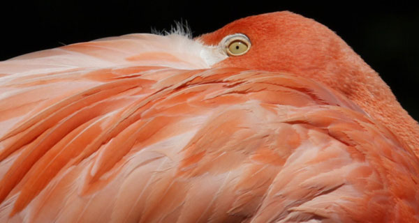 Flamingos enjoy sunny day in Vienna