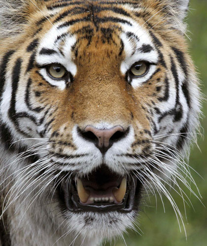 Amur tiger family in Zurich zoo