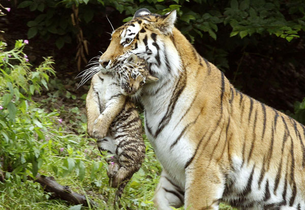 Amur tiger family in Zurich zoo