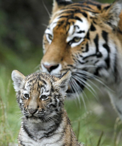 Amur tiger family in Zurich zoo