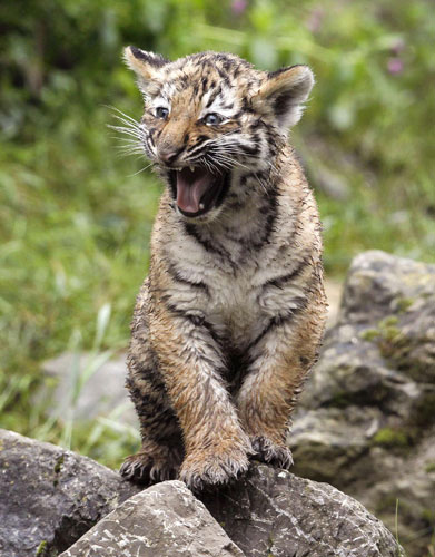 Amur tiger family in Zurich zoo