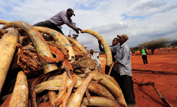 Five tons of smuggled ivory burned in Kenya