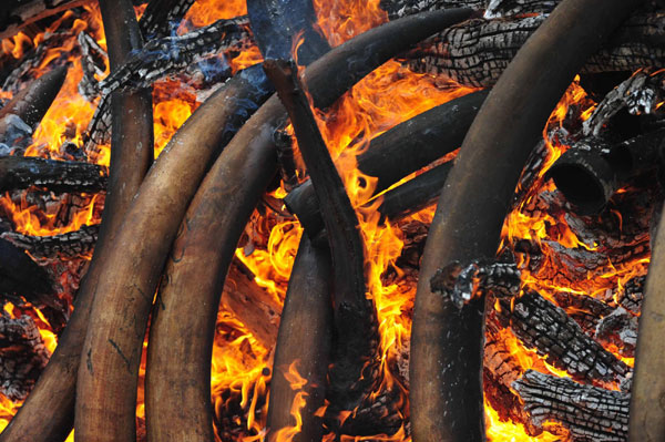 Five tons of smuggled ivory burned in Kenya