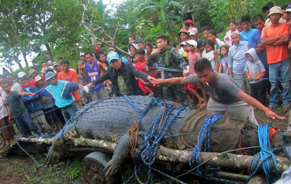 Giant crocodile captured alive in Philippines