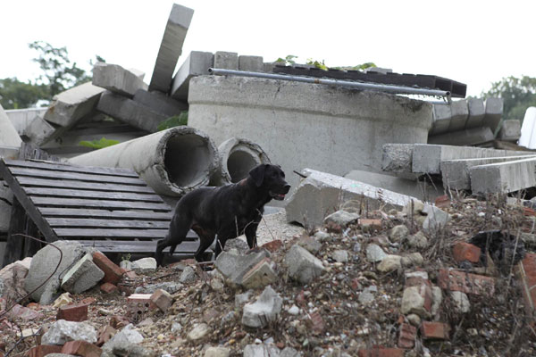 Retired dog of 9/11 keen on search cause