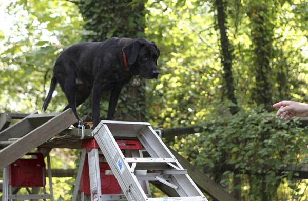 Retired dog of 9/11 keen on search cause