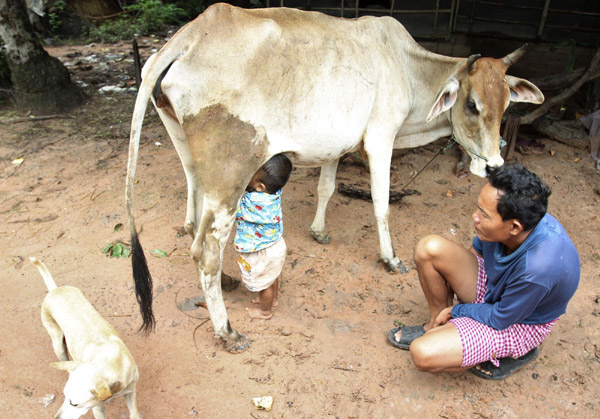 Baby suckles directly from cow for milk