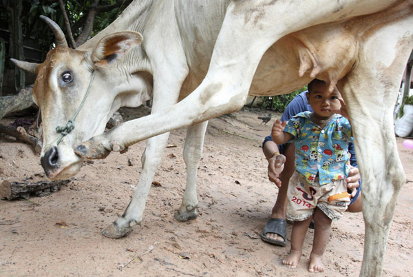 Baby suckles directly from cow for milk