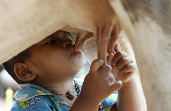 Baby suckles directly from cow for milk