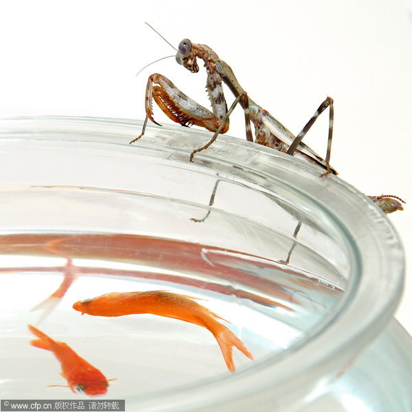 Preying mantis eats goldfish for dinner