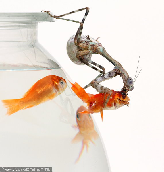 Preying mantis eats goldfish for dinner