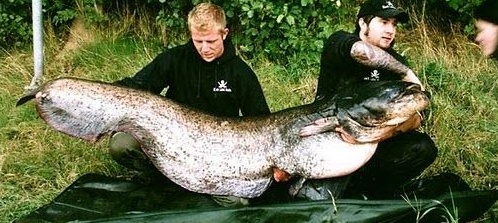 How big can giant fish grow exactly?