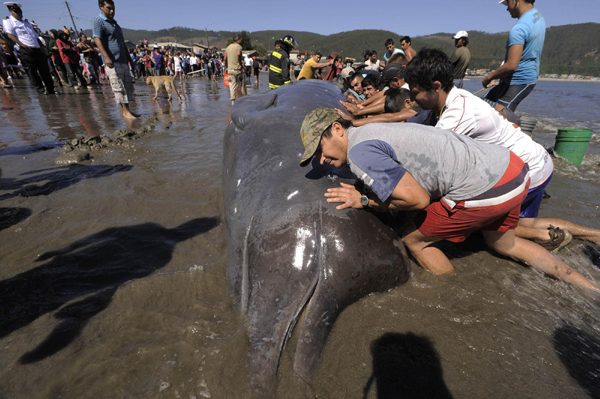 Bottlenose whale stranded south of Santiago