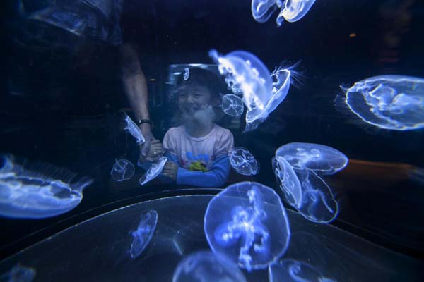 Collective jellyfish species on display