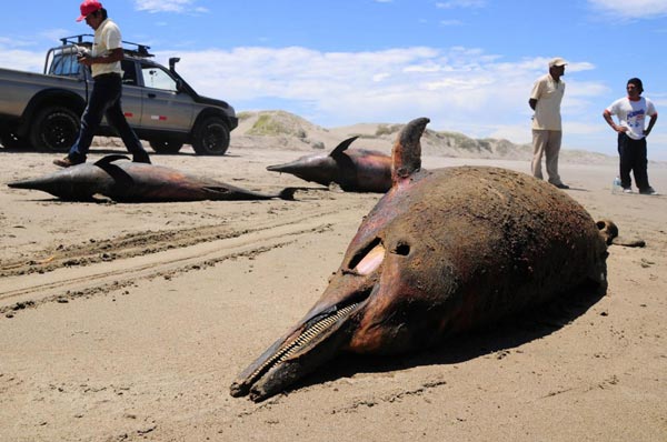 800 dolphins die at Peruvian shore