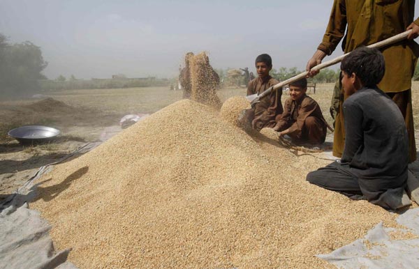 Afghans reap wheat harvest