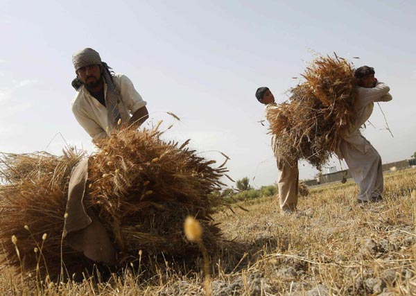 Afghans reap wheat harvest