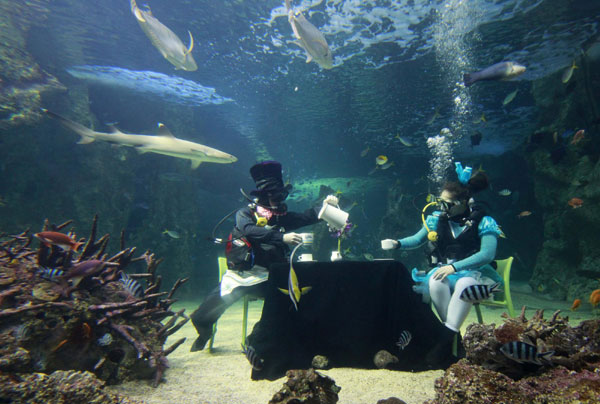 Divers enjoy 'underwater tea' in Sydney
