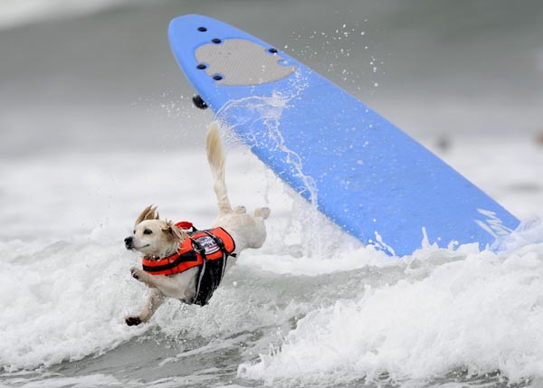 Dogs' incredible performance on surfboard