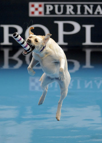 Dogs show talent in competition