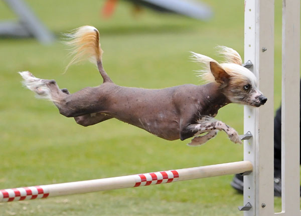 Dogs show talent in competition