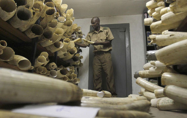 ivory Zimbabwe parks to ask for ivory trade permission