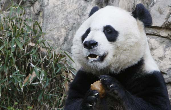 Giant Panda cub born in Washington's zoo