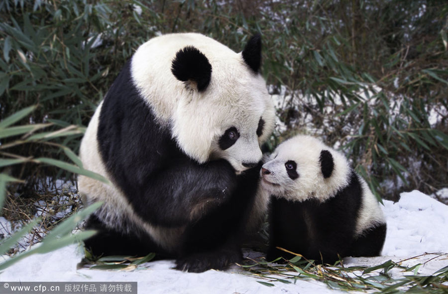 Magic of mothers and cubs