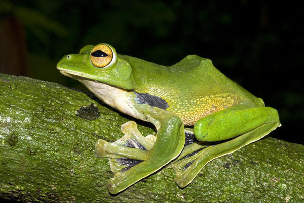 Australian biologist discovers new species of frog