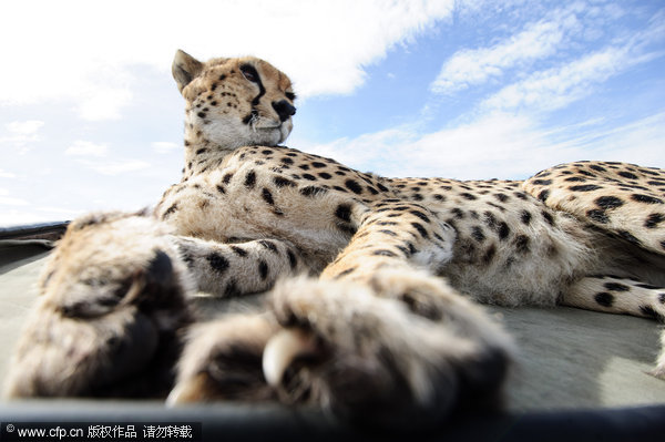 Cheetah hitches ride on Jeep