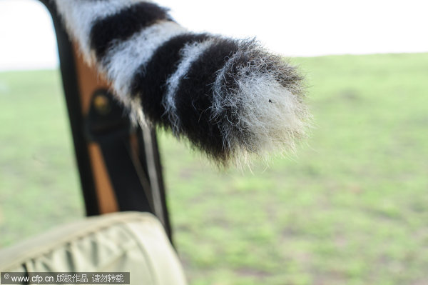 Cheetah hitches ride on Jeep