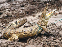 Thousands of crocodiles flee farm