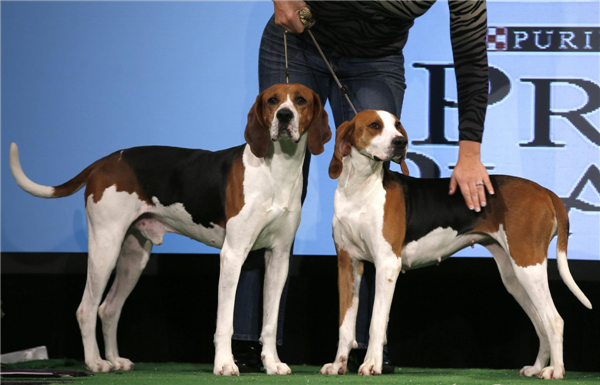 Westminster Kennel Club Dog Show