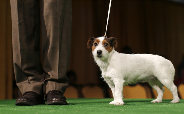 Westminster Kennel Club Dog Show