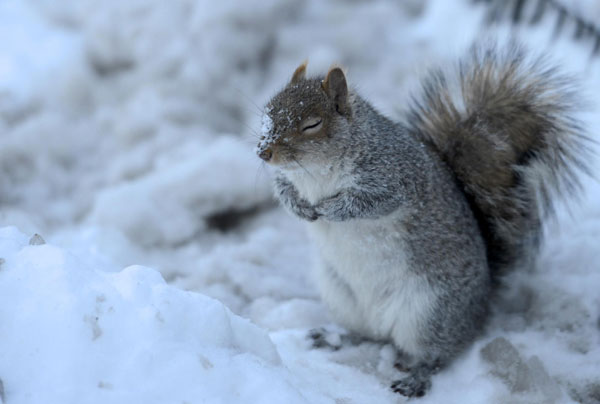 Blizzard hammers NE United States