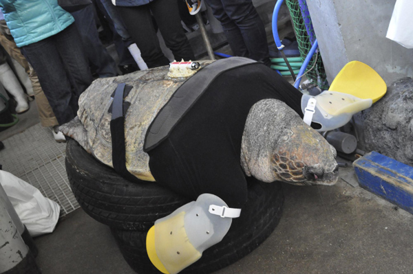 Injured turle keeps moving with prosthetics