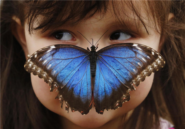 Sensational Butterflies Exhibition held in London