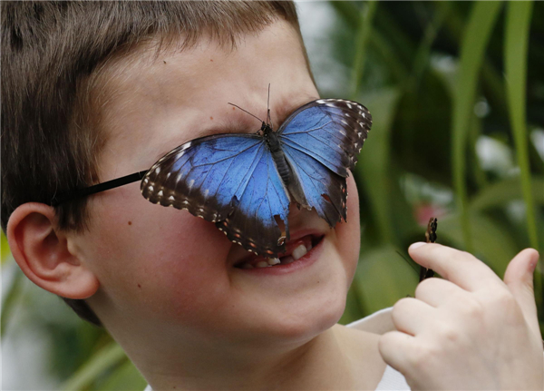 Sensational Butterflies Exhibition held in London