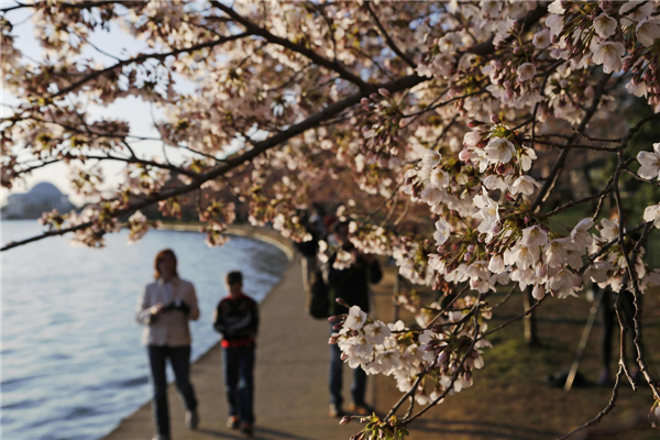 Cherry blossoms in Washington
