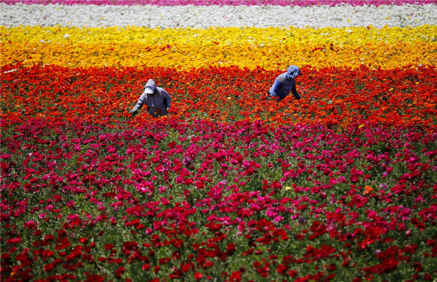 Carlsbad's flower fields