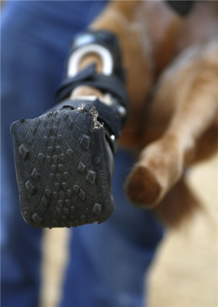 Intrepid pup shows off prosthetic paws