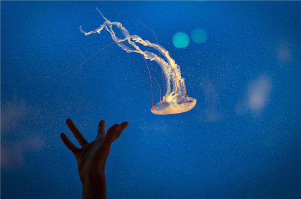 Jellyfish swim in tank at Vancouver Aquarium