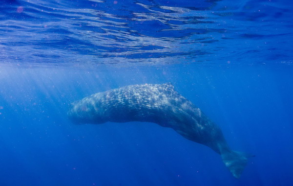 Rare ocean giant making a comeback